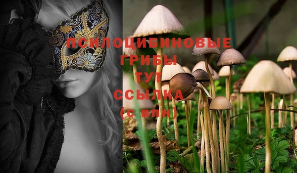 PSILOCYBIN Верхний Тагил